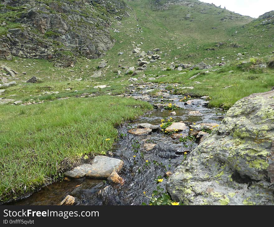 Vegetation, Nature Reserve, Wilderness, Stream