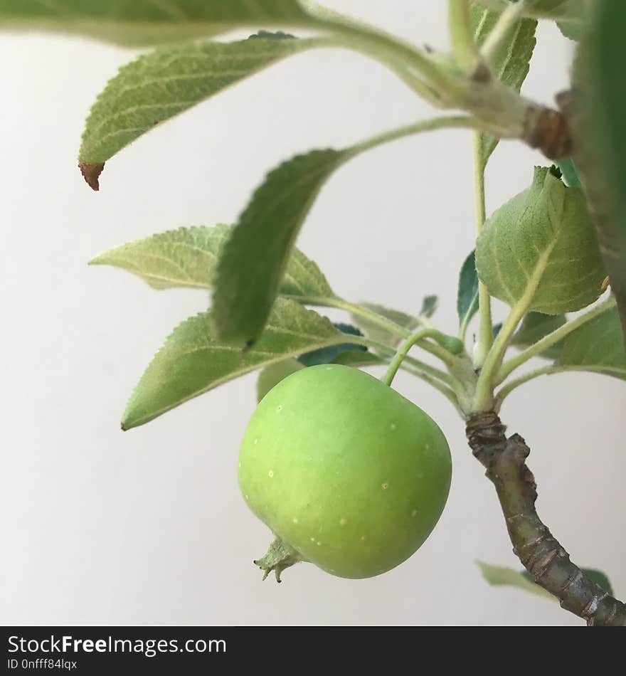 Fruit, Leaf, Plant, Produce