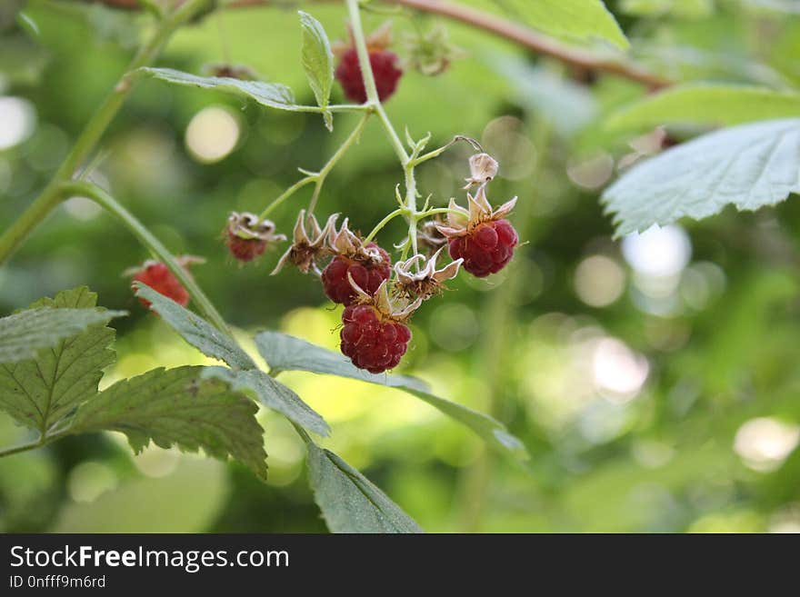 Strawberries, Strawberry, Berry, Fruit