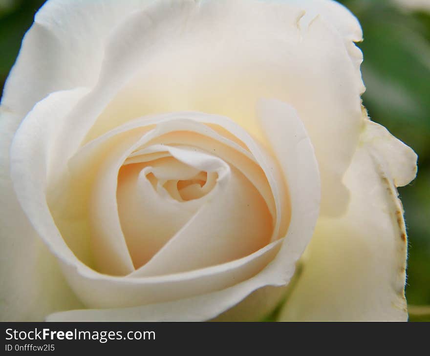 Flower, Rose, Rose Family, White