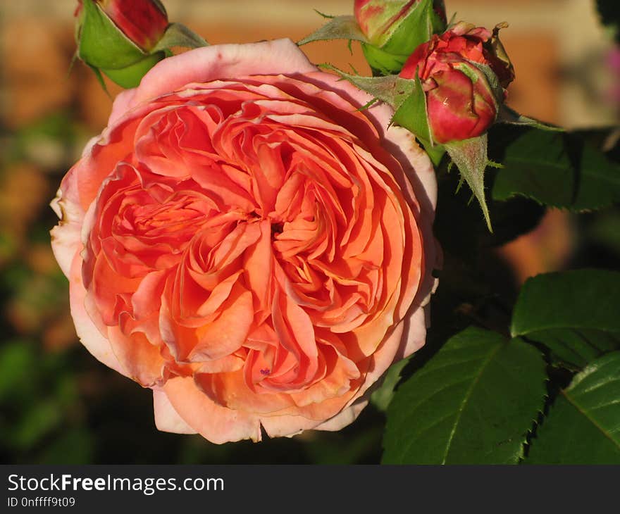 Rose, Flower, Rose Family, Garden Roses