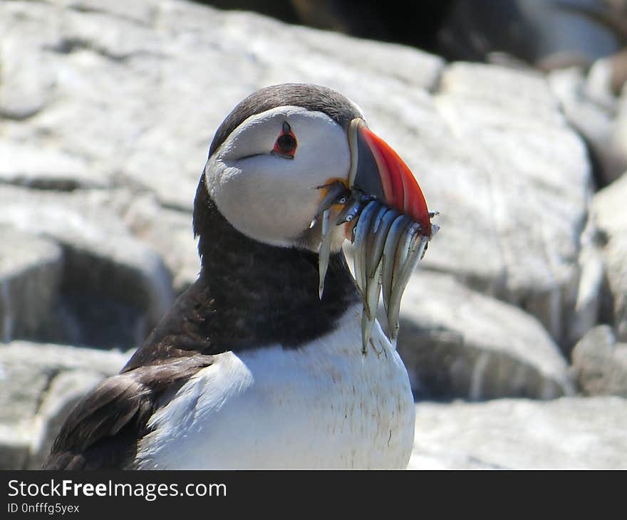 Bird, Beak, Puffin, Fauna