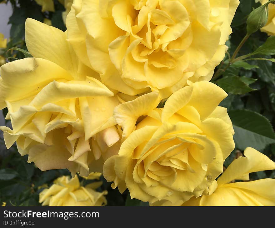 Flower, Rose, Yellow, Rose Family