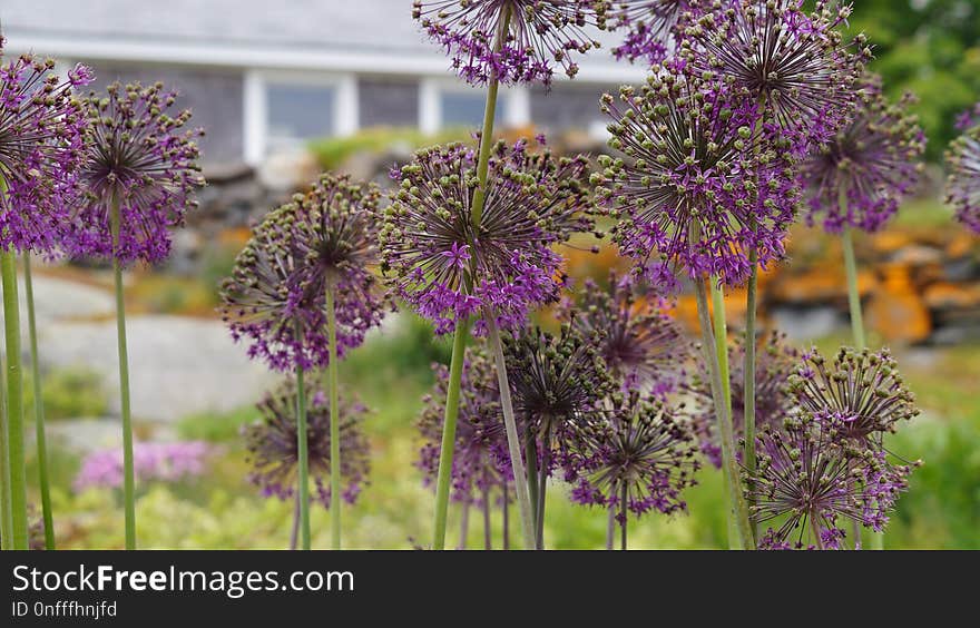 Plant, Flower, Flowering Plant, Purple