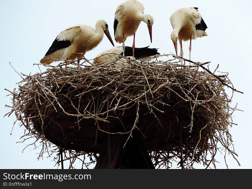 Nest, Bird Nest, Bird, Stork