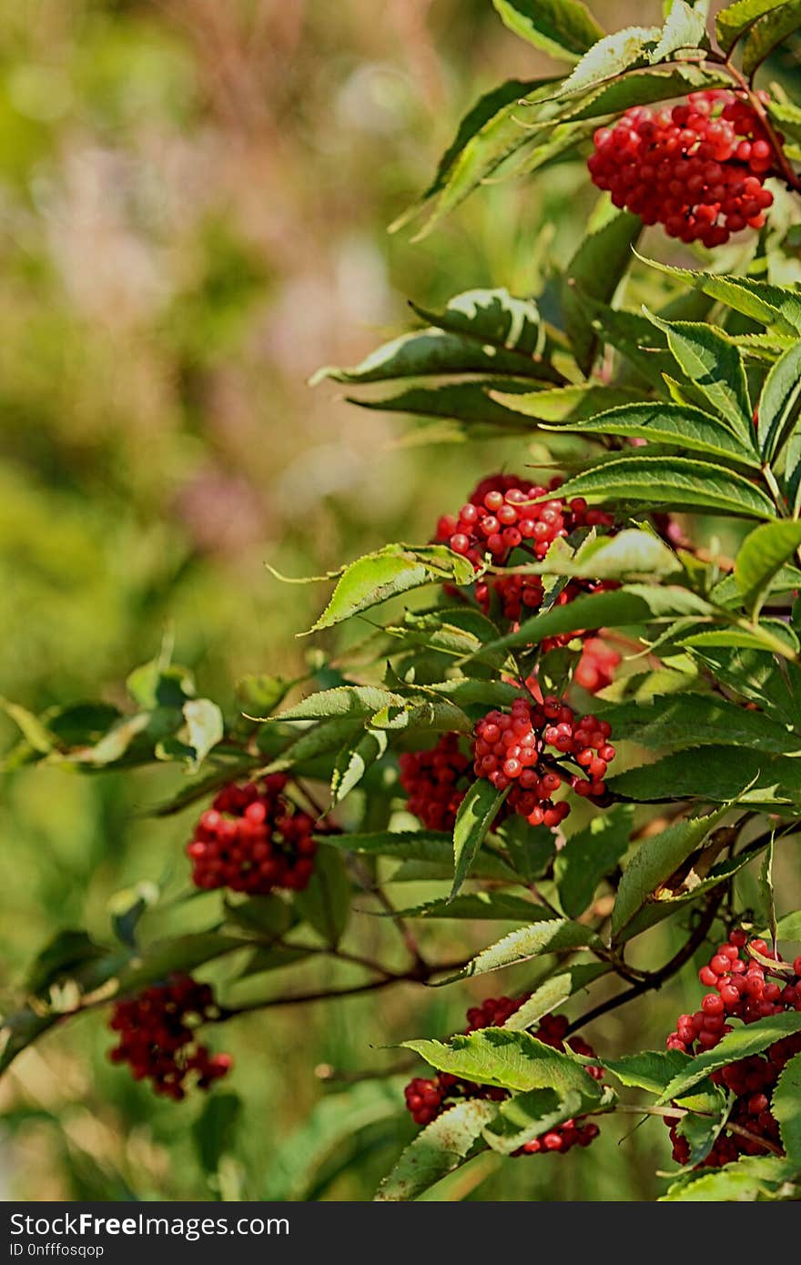 Berry, Plant, Rowan, Heteromeles