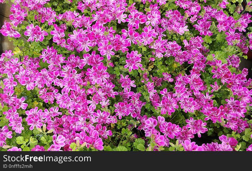 Flower, Plant, Pink, Flowering Plant