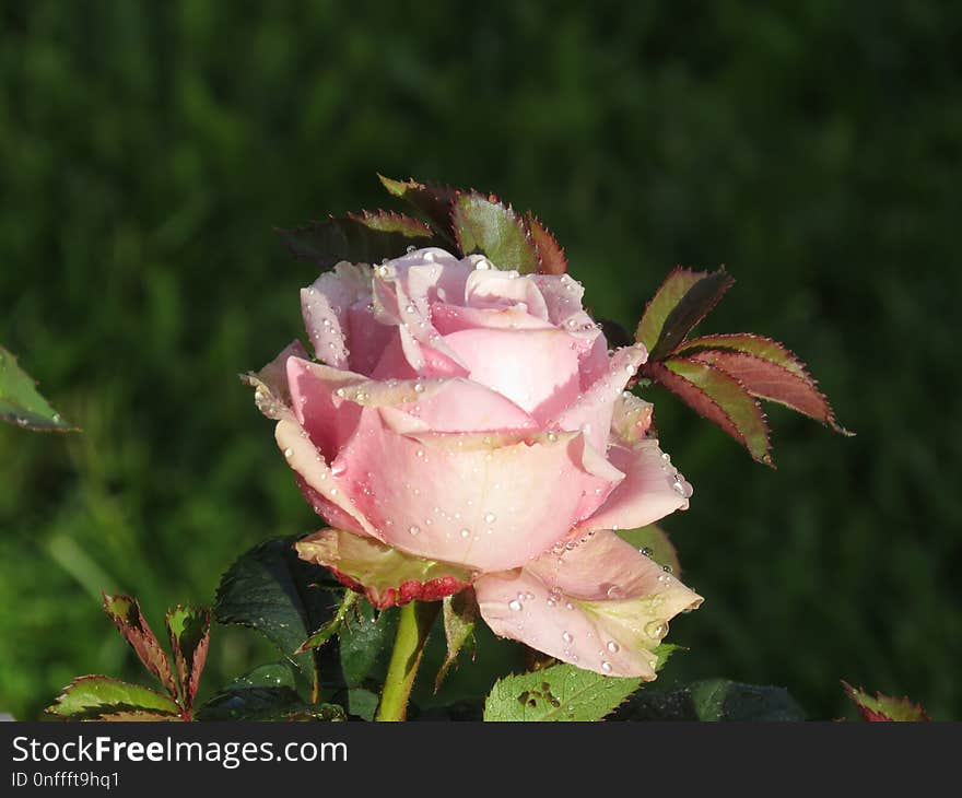 Flower, Rose Family, Rose, Plant