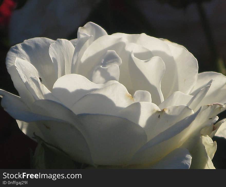 Flower, White, Rose Family, Plant