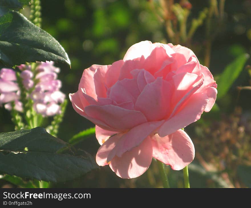 Flower, Plant, Rose Family, Floribunda