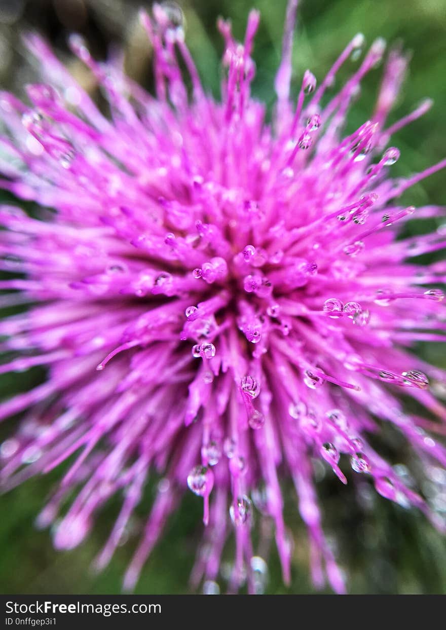 Silybum, Flower, Purple, Thistle