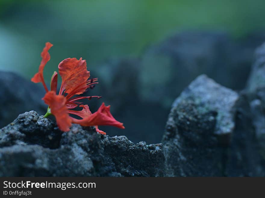 Close Up, Geological Phenomenon, Flower, Organism