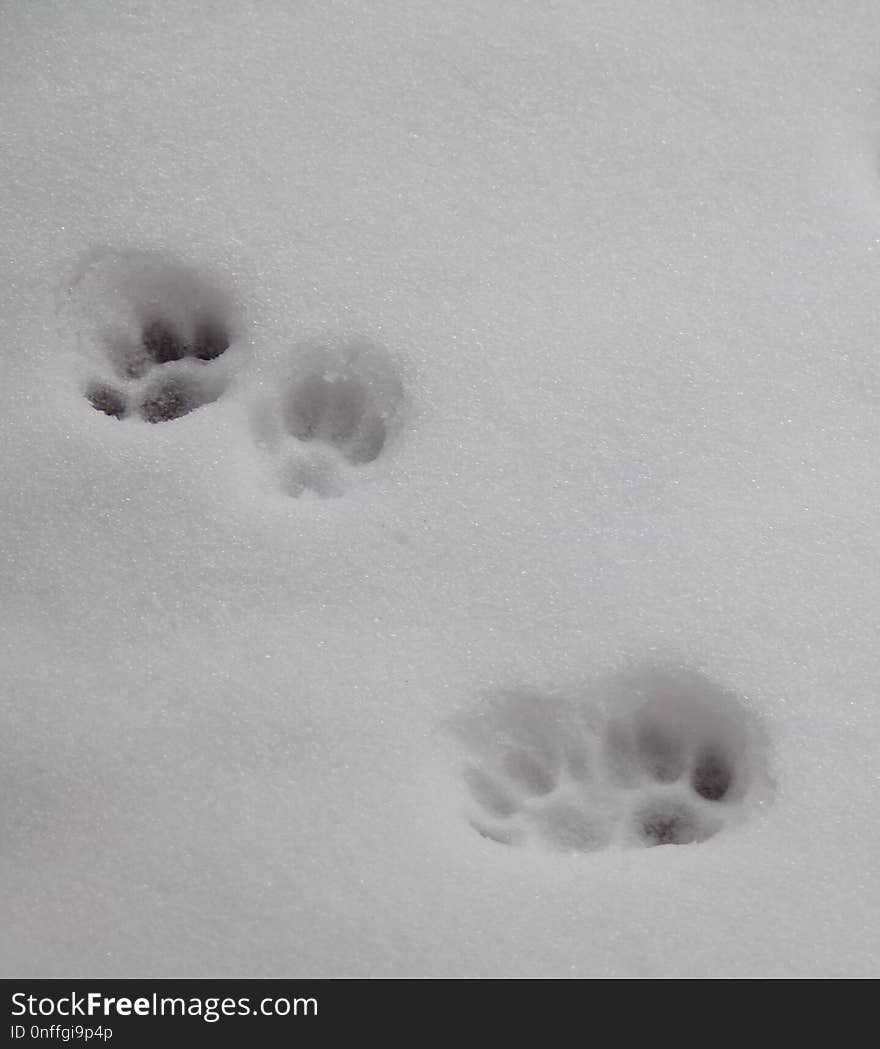 White, Snow, Black And White, Freezing