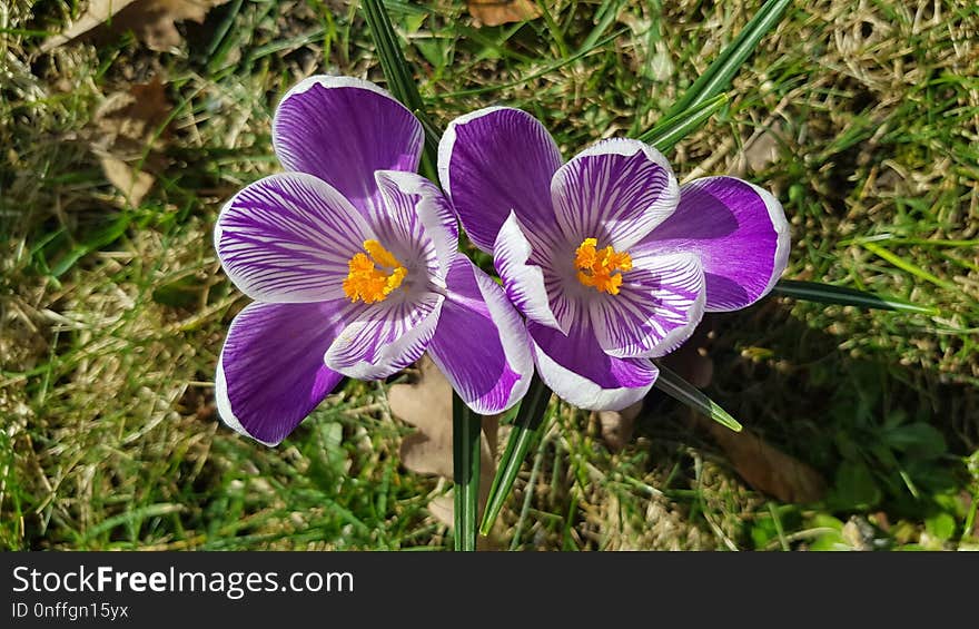 Flower, Flora, Plant, Flowering Plant