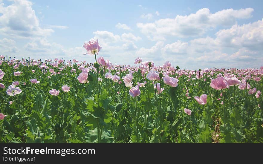 Flower, Field, Plant, Ecosystem