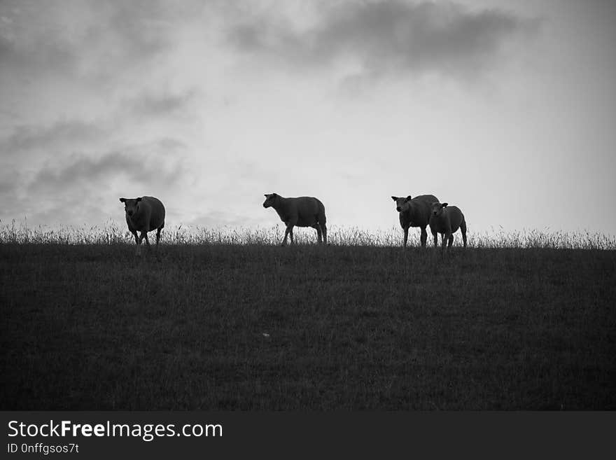 Black And White, Sky, Grassland, Monochrome Photography