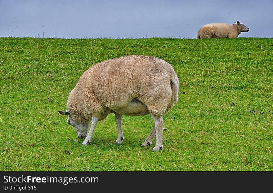 Grassland, Pasture, Grazing, Sheep