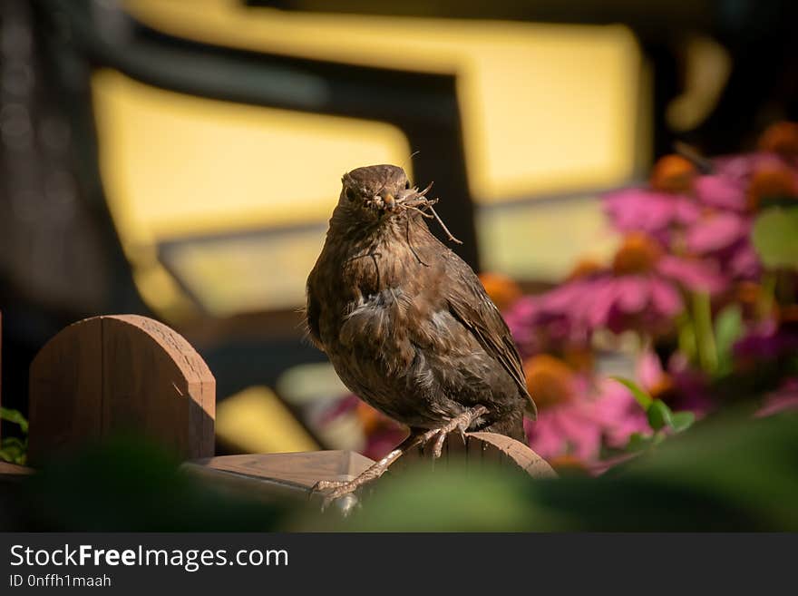 Fauna, Bird, Beak, Close Up