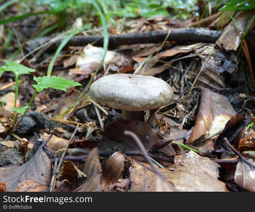 Mushroom, Fungus, Penny Bun, Edible Mushroom