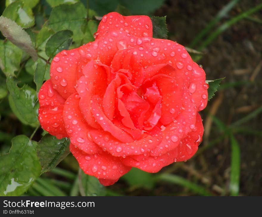 Rose Family, Rose, Floribunda, Garden Roses