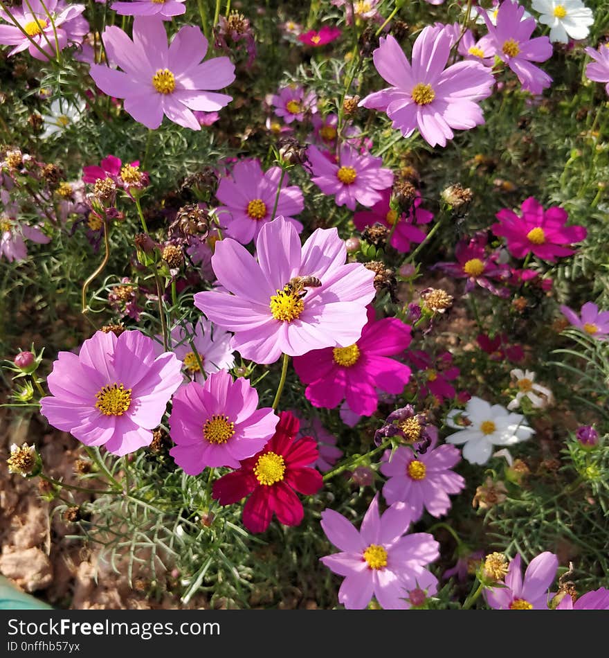 Flower, Garden Cosmos, Plant, Flowering Plant