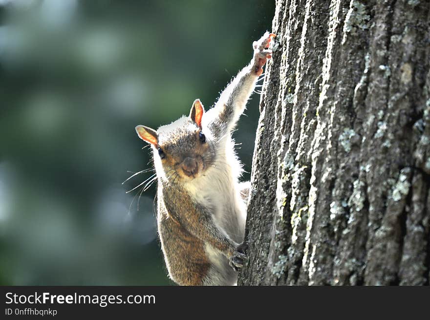 Squirrel, Fauna, Mammal, Wildlife