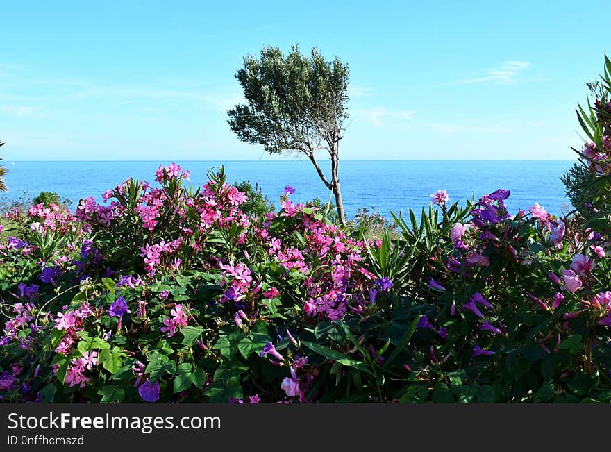 Flower, Plant, Flora, Vegetation