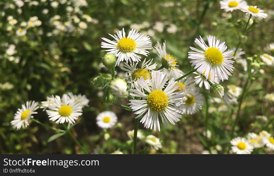 Flower, Flora, Plant, Chamaemelum Nobile