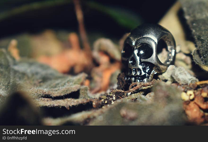 Close Up, Macro Photography, Organism, Insect