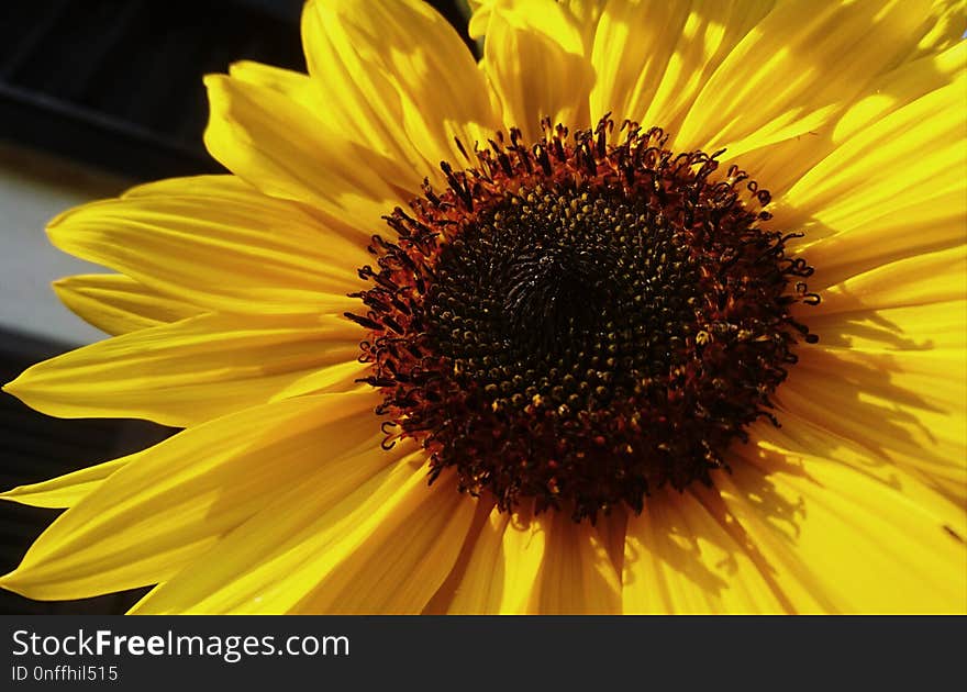 Flower, Sunflower, Yellow, Sunflower Seed