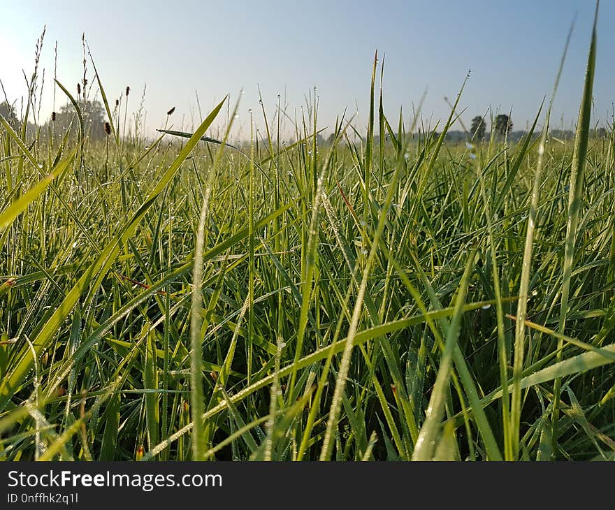 Grass, Ecosystem, Crop, Field