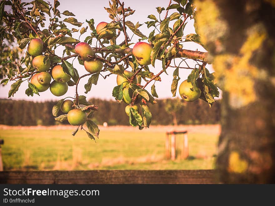 Tree, Fruit Tree, Fruit, Citrus