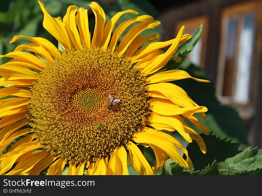 Flower, Sunflower, Yellow, Sunflower Seed