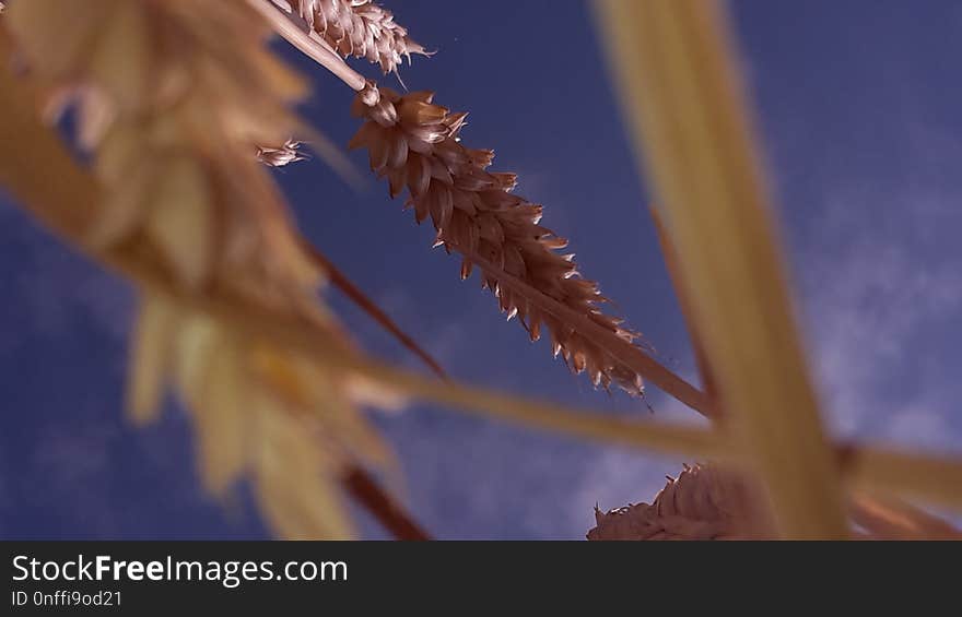 Close Up, Insect, Macro Photography, Pest