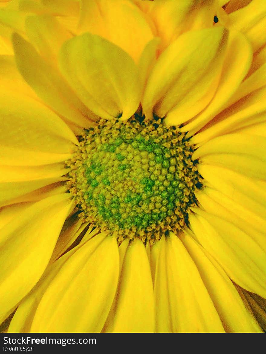 Flower, Yellow, Sunflower, Close Up