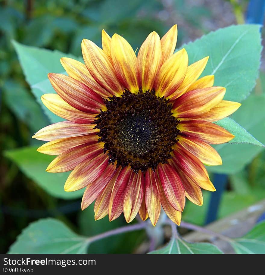 Flower, Sunflower, Plant, Sunflower Seed