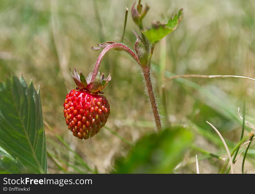 Strawberries, Strawberry, Vegetation, Fruit