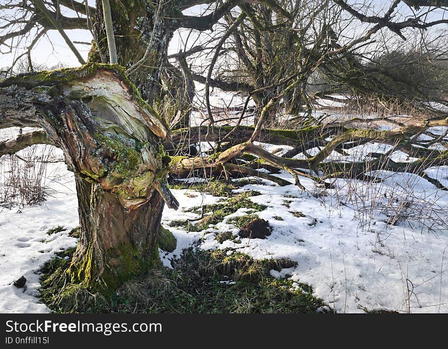 Snow, Tree, Winter, Water