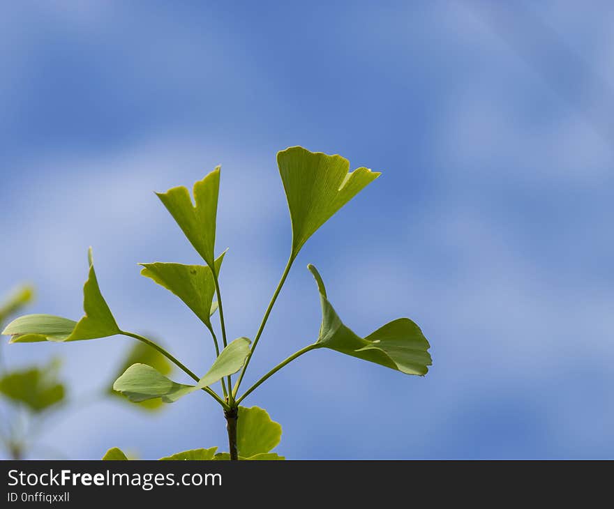 Leaf, Sky, Plant, Branch