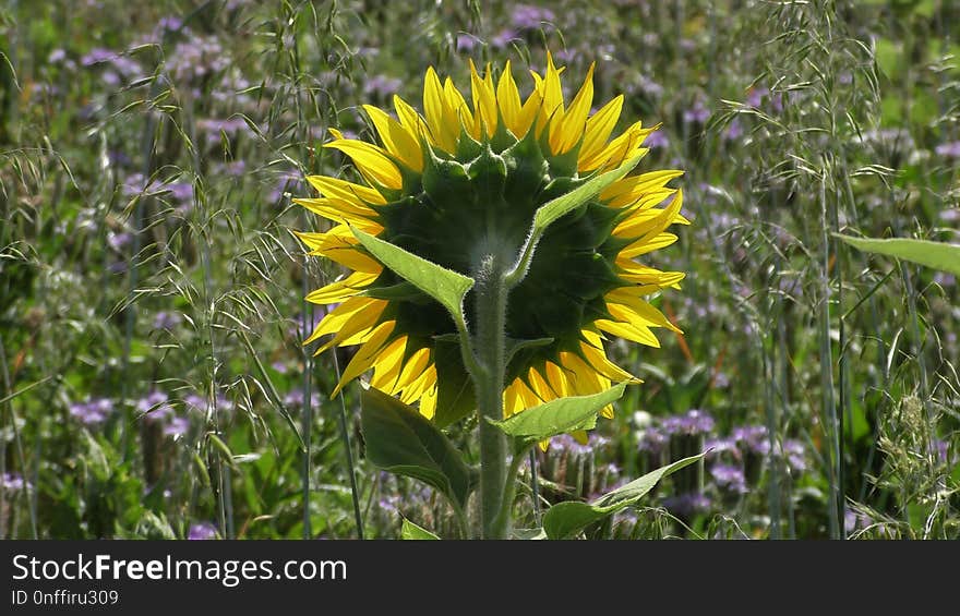 Flower, Plant, Wildflower, Flora