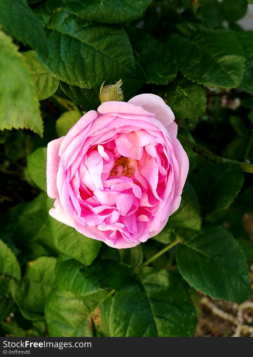 Flower, Rose, Rose Family, Plant