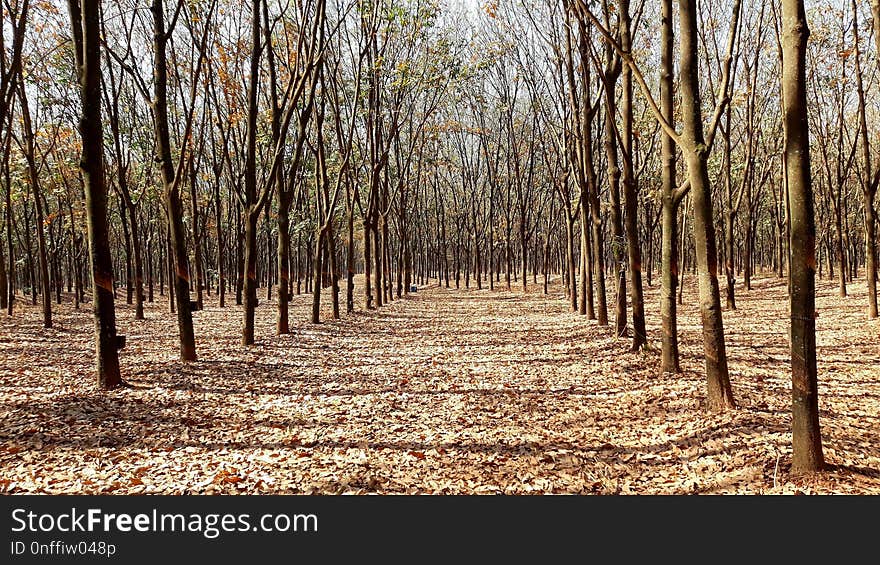 Woodland, Ecosystem, Tree, Grove