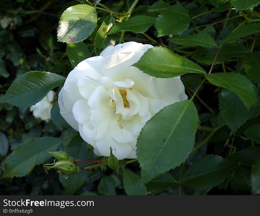 Plant, Flower, Rose Family, Flowering Plant