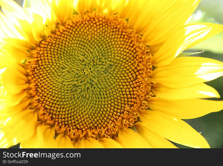 Flower, Sunflower, Yellow, Sunflower Seed