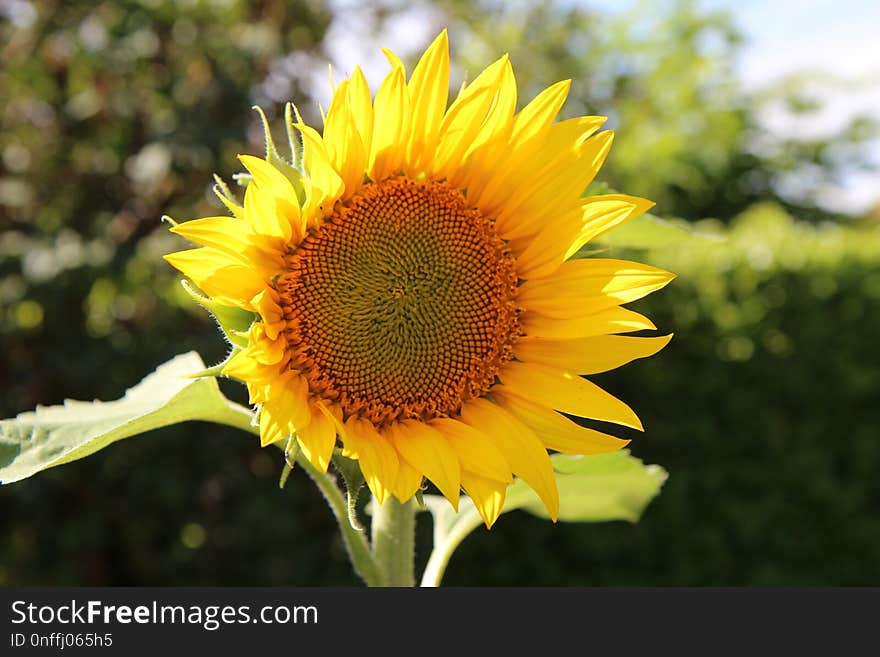 Flower, Sunflower, Yellow, Sunflower Seed