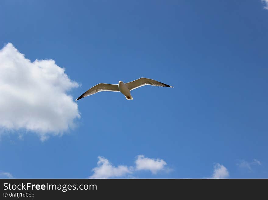 Sky, Bird, Beak, Daytime