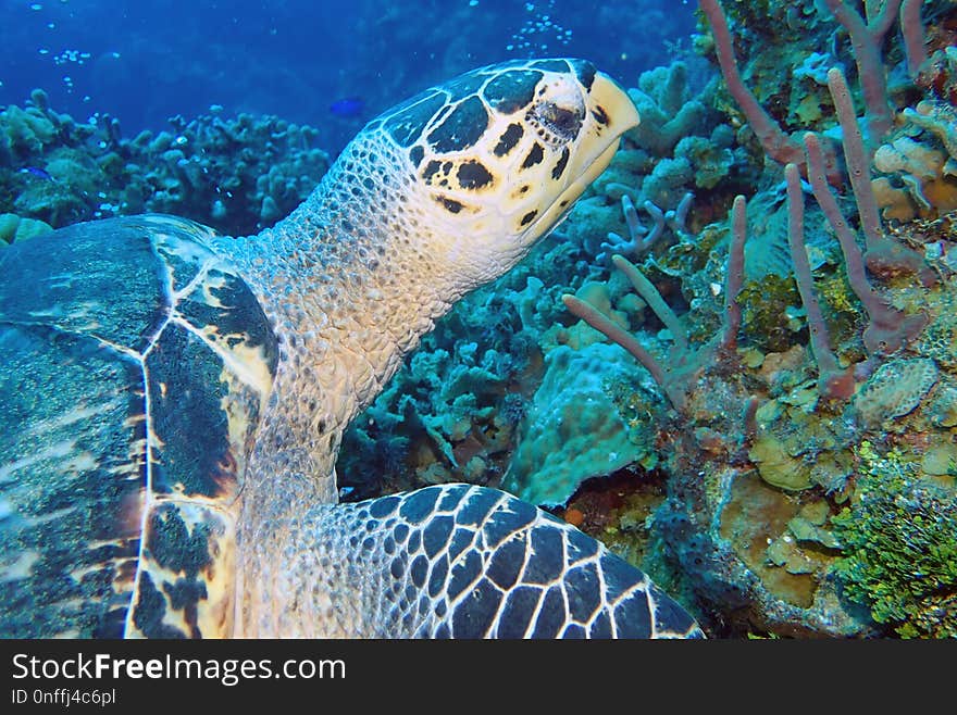 Sea Turtle, Ecosystem, Turtle, Coral Reef