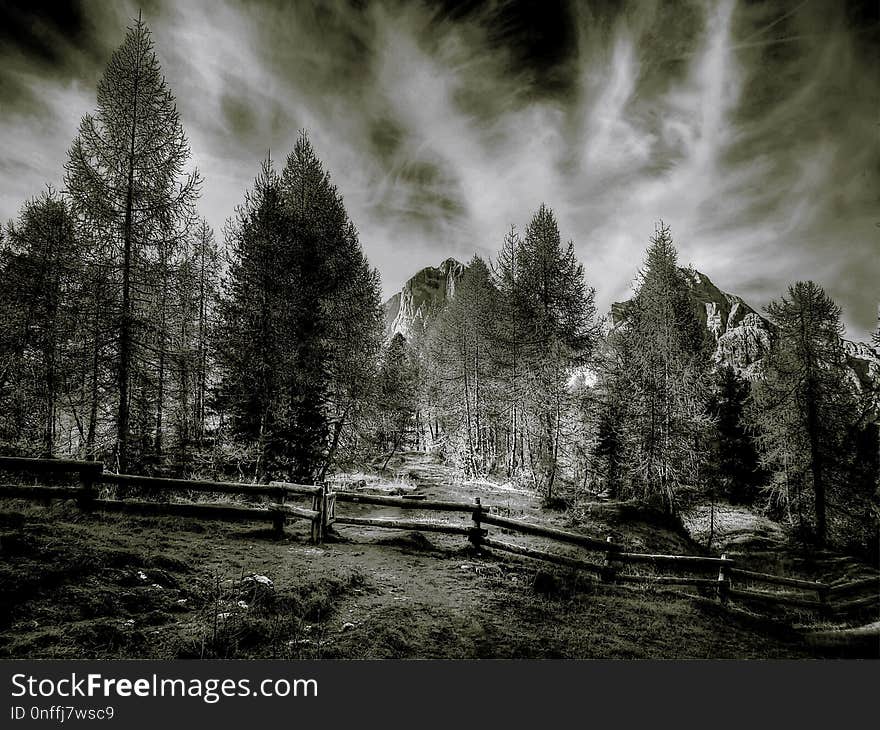 Nature, Tree, Black And White, Sky