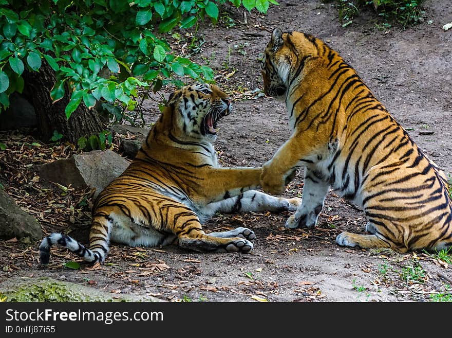 Tiger, Wildlife, Mammal, Wilderness