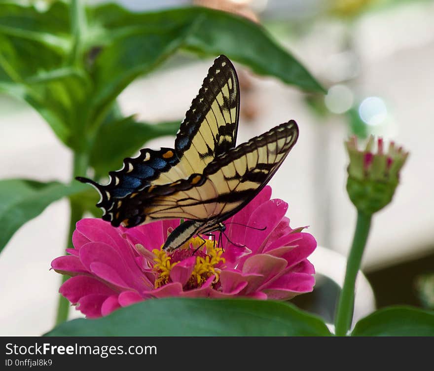 Butterfly, Moths And Butterflies, Insect, Flower